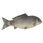 Large Rubber Carp Fish 