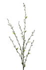 Pussy Willow Spray - 115cm 