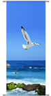 Seagull Banner 