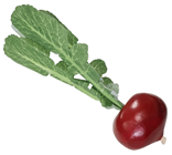 Beetroot 