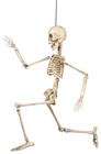 Poseable Skeleton - 50cm 