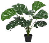 Monstera Deliciosa in Pot - 66cm 