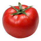 Large Lifelike Tomato 