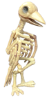 Skeleton Raven - 28cn 