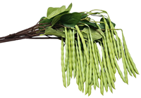 Green Bean Branch 