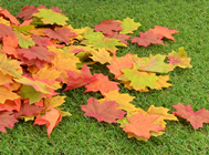 Autumn Leaves - Pk.500 