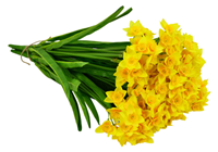 Narcissus Daffodil Bunch - 44cm 