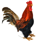 Rooster - 35cm 