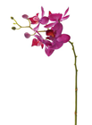 Moth Orchid Stem - Pink - Phalaenopsis 