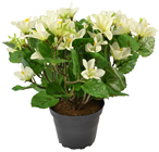 Cream Potted Campanula Plant 