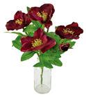 Hellebore - Red Racer 