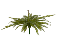 Large Boston Fern 