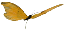 Yellow Feather Butterfly - 30cm 