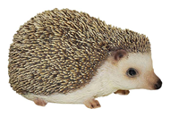 Pygmy Hedgehog 