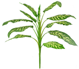 Artificial Dieffenbachia Plant 