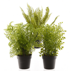 Artificial Potted Fern Plants - Set of 