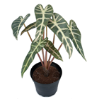 Alocasia Plant in Pot 