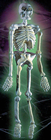 Glow in the Dark Moulded Skeleton -  