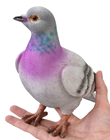 Lifelike Pigeon 