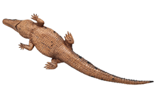 Brown Baby Crocodile 