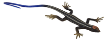 Fake Skink Lizard 