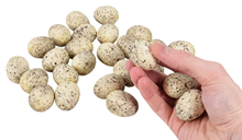 Small Birds Eggs 