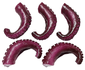 Octopus Tentacles - Pk.5 