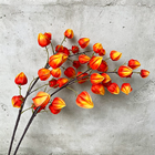 Chinese Lantern Physalis Branch 