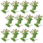 Hypericum Berry Spray Burgundy - PACK  