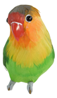 Lovebird Perching 