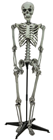 Skeleton on Stand 