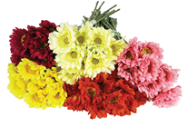 Artificial Gerbera Flowers - 10 x 54cm 