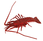 Mediterranean Replica Lobster - 33cm x%2 