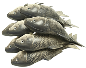 Large Rubber Carp Fish 