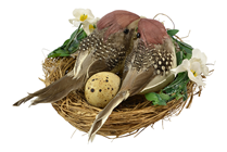 Maroon Birds in Decorated Nest 