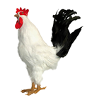 White Cockerel 