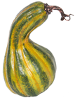 Green Bottle Pumpkin Gourd 