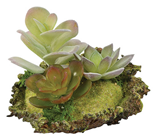 Succulent Arrangement on Moss Mat - St 