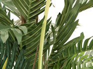 Kentia Palm Tree 