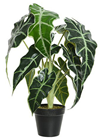Alocasia Plant in Pot 