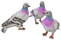 Lifelike Pigeon 