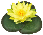 Yellow Floating Waterlily Flower 