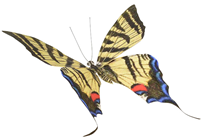 Swallowtail Butterfly - 30cm 