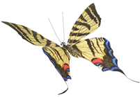 Swallowtail Butterfly - 30cm