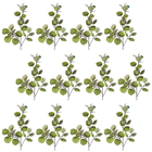 Eucalyptus Spray Green - PACK of 12 