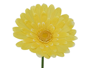 Giant Yellow Gerbera 