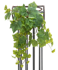 Grape Vine Bush - 60cm