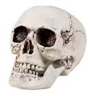 Skull with Moveable Jaw 