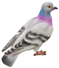 Lifelike Pigeon 