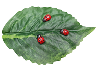 Small Adhesive Ladybirds, Pk.15 